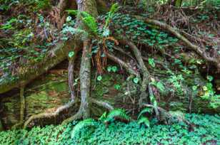 Nurse log-5840.jpg